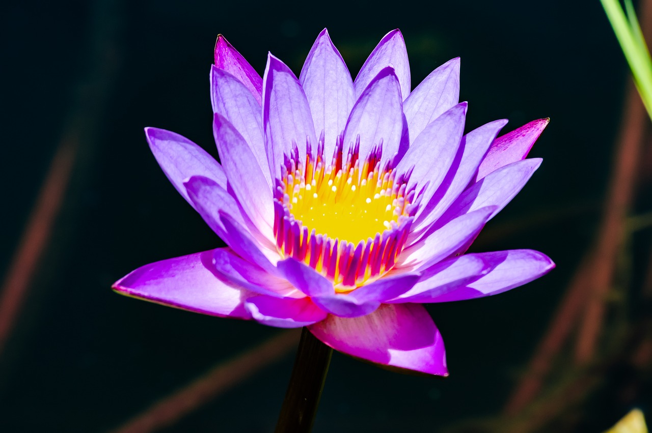 lotus  flower  water free photo