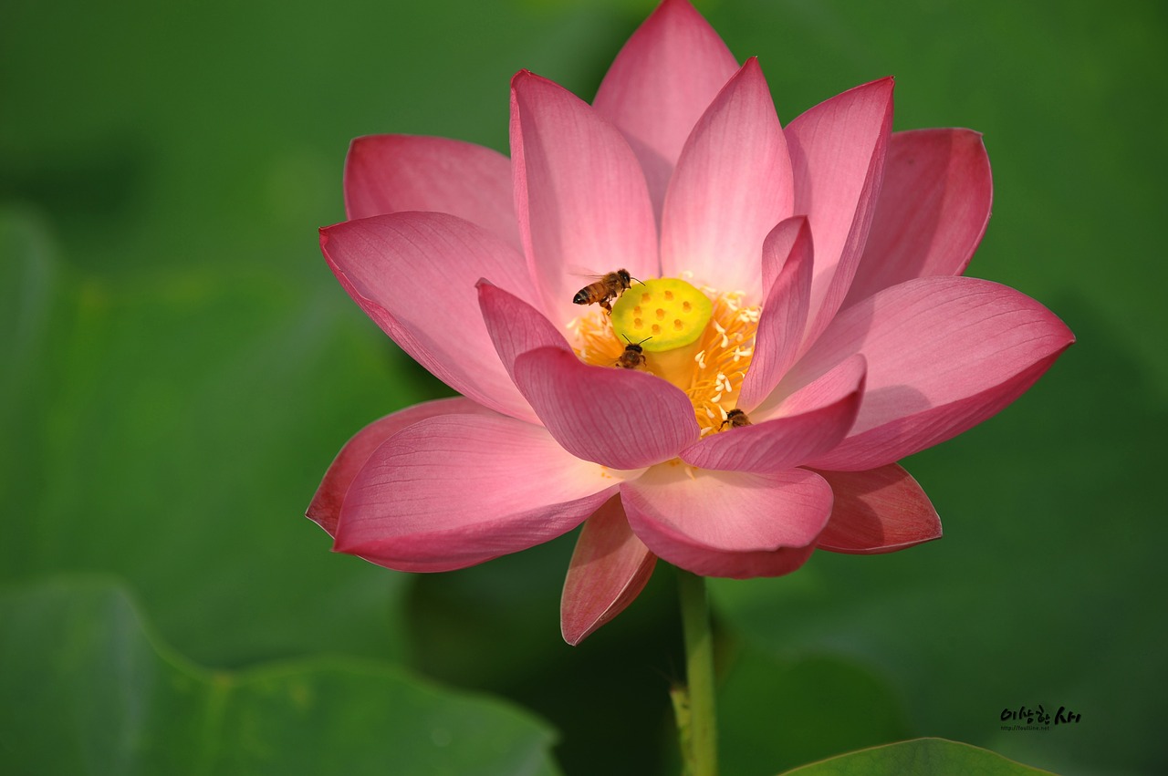 lotus summer insects free photo