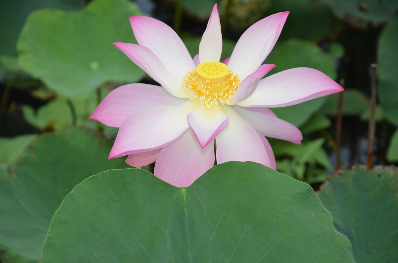 lotus  flower  nice free photo
