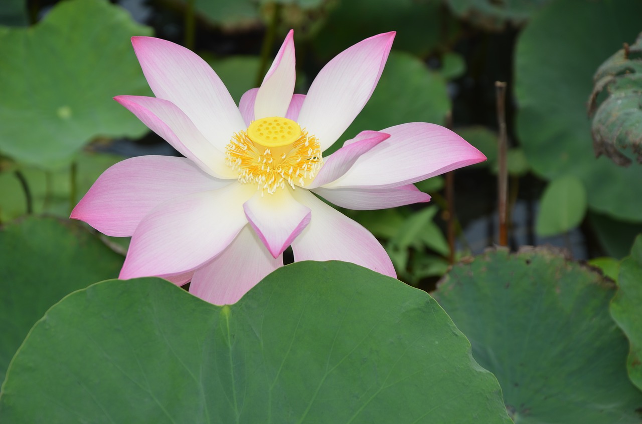 lotus  flower  ao free photo