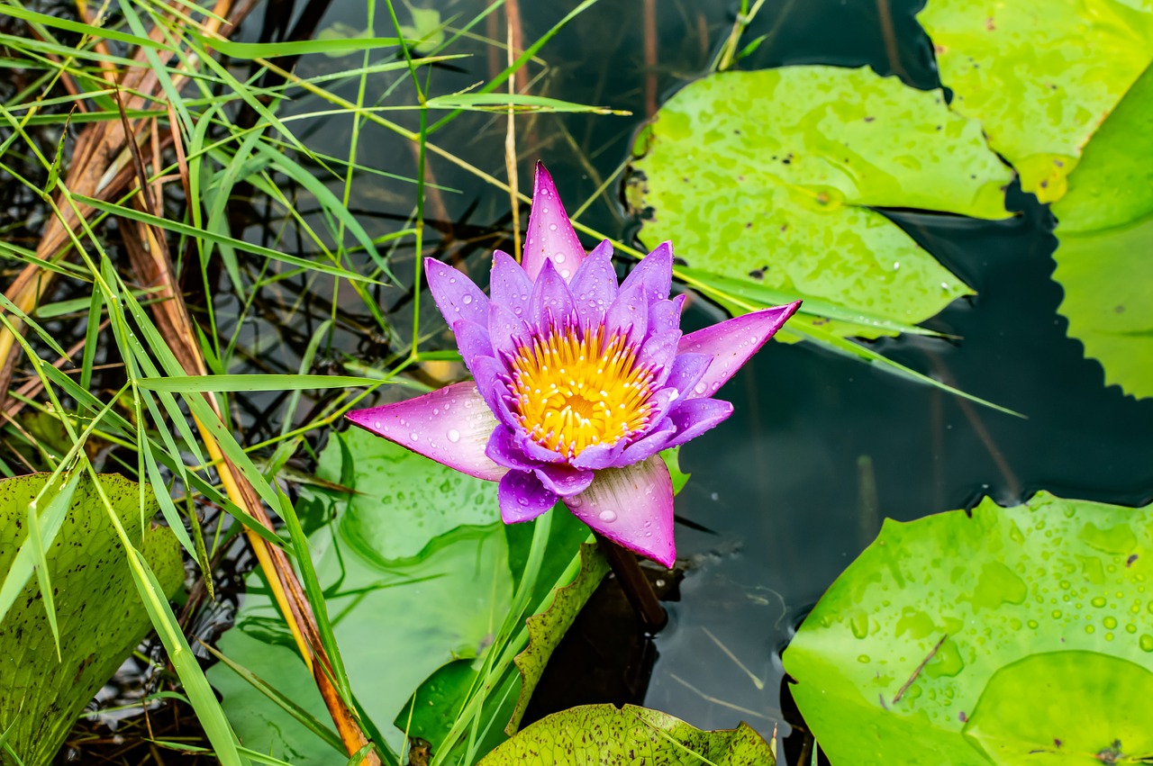 lotus  flower  water free photo