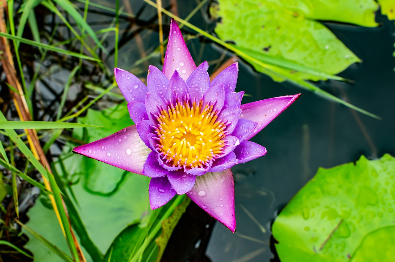 lotus  flower  water free photo