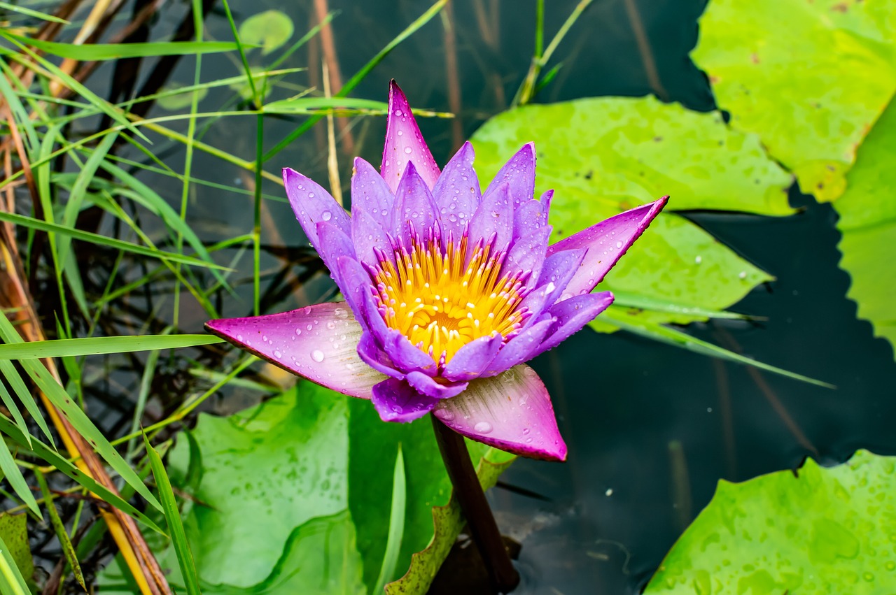 lotus  flower  water free photo