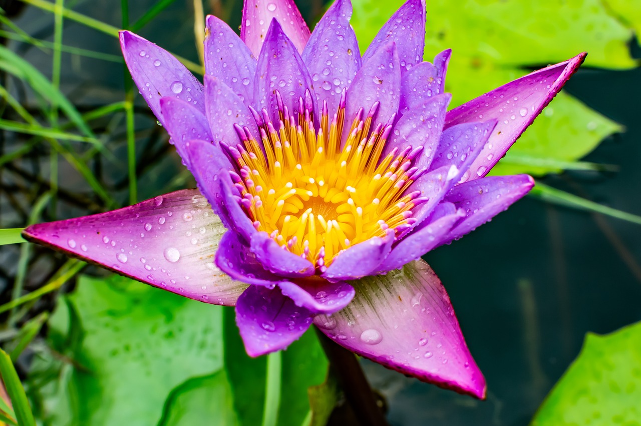 lotus  flower  water free photo