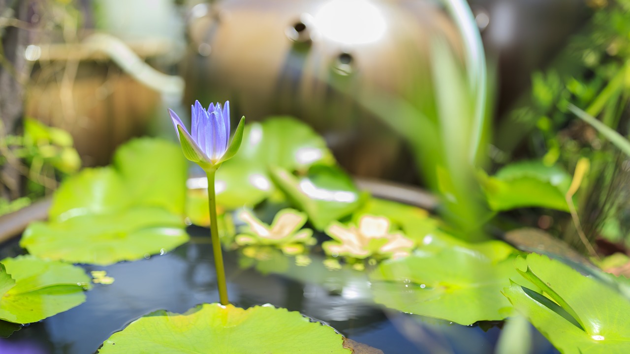 lotus  summer  green plants free photo