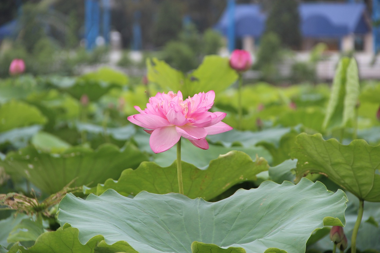 lotus  leaf  lake free photo