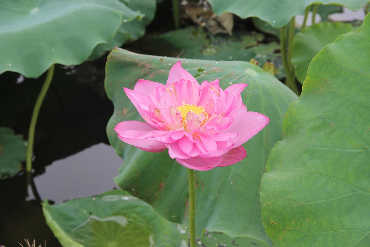 lotus  leaf  lake free photo