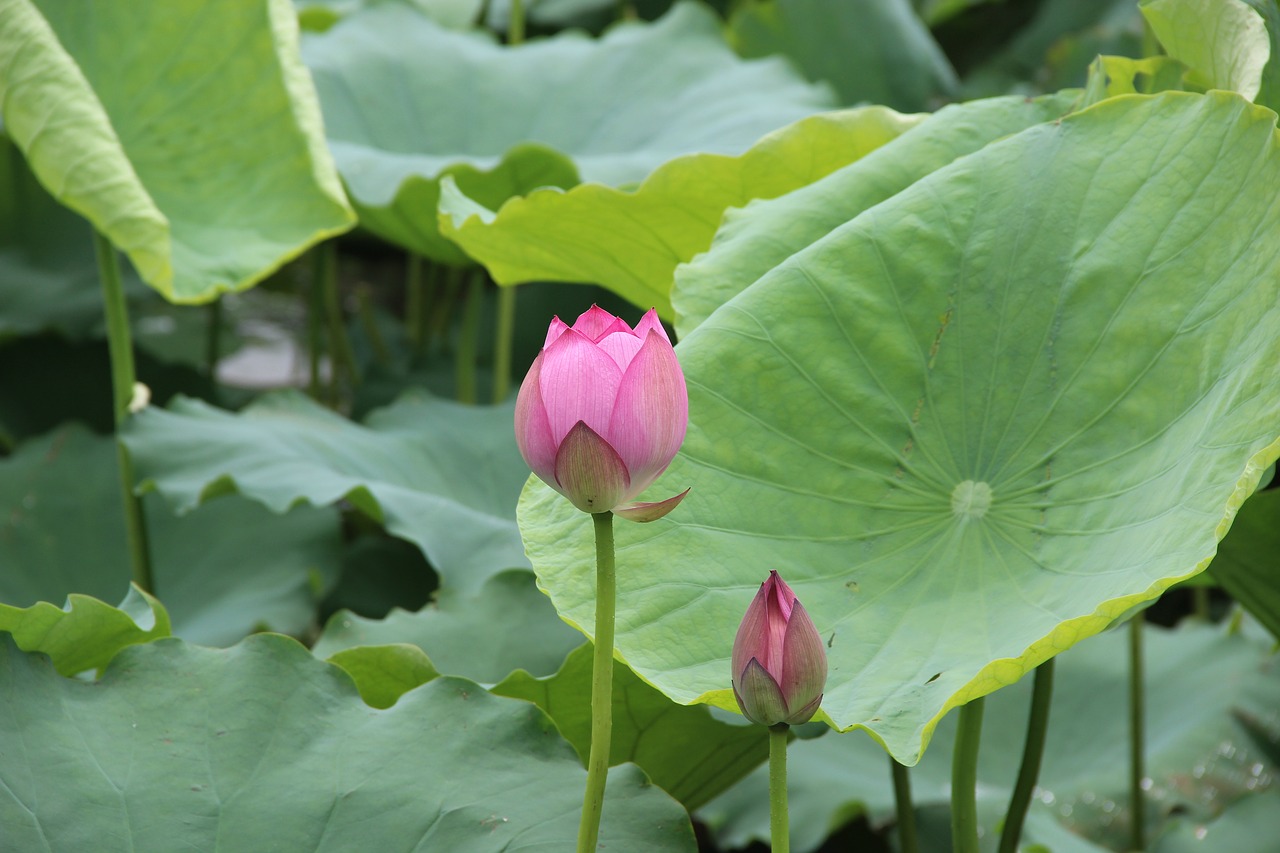 lotus  leaf  lake free photo