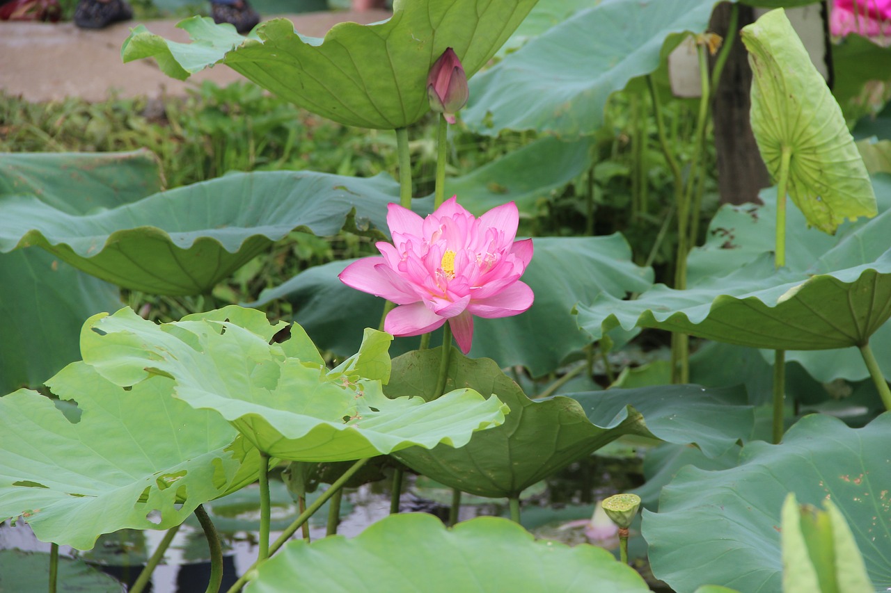 lotus  leaf  lake free photo