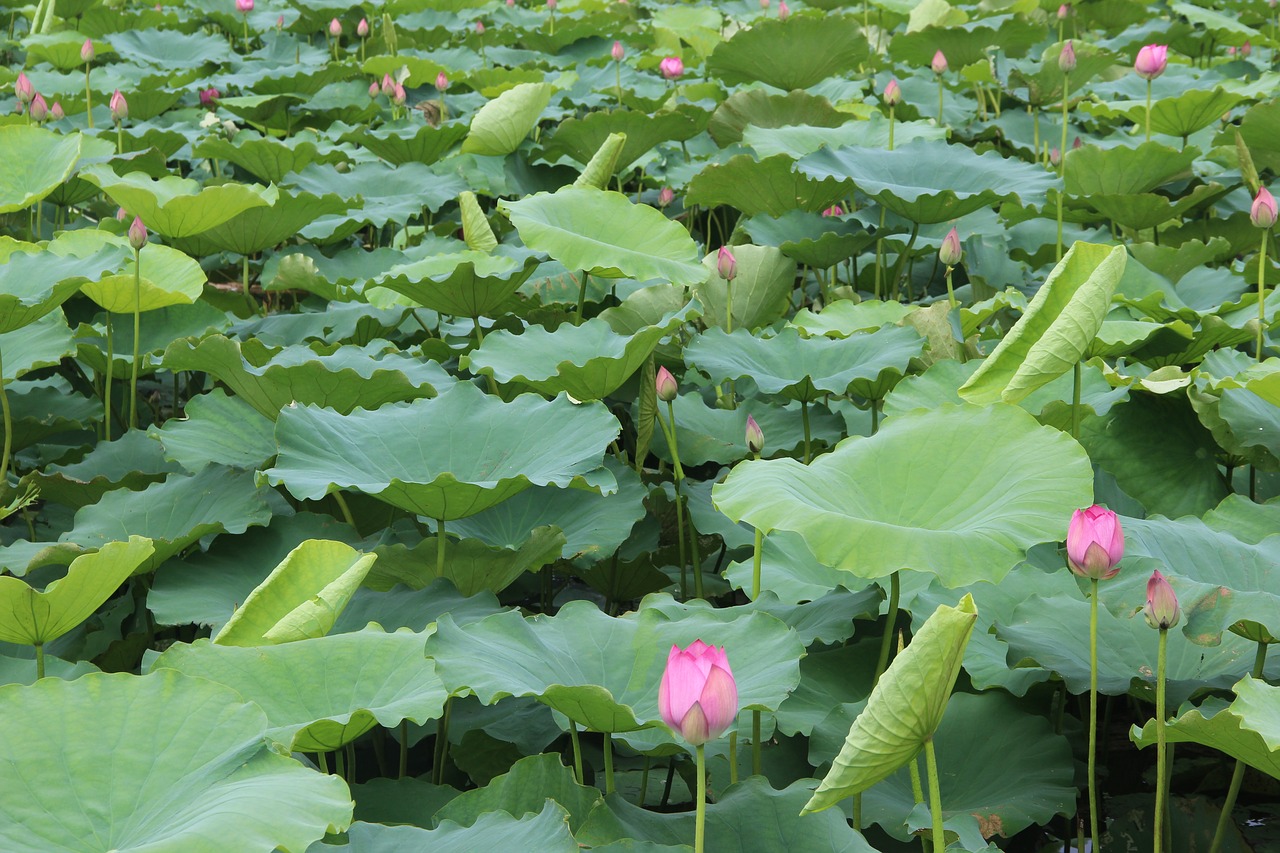 lotus  leaf  lake free photo