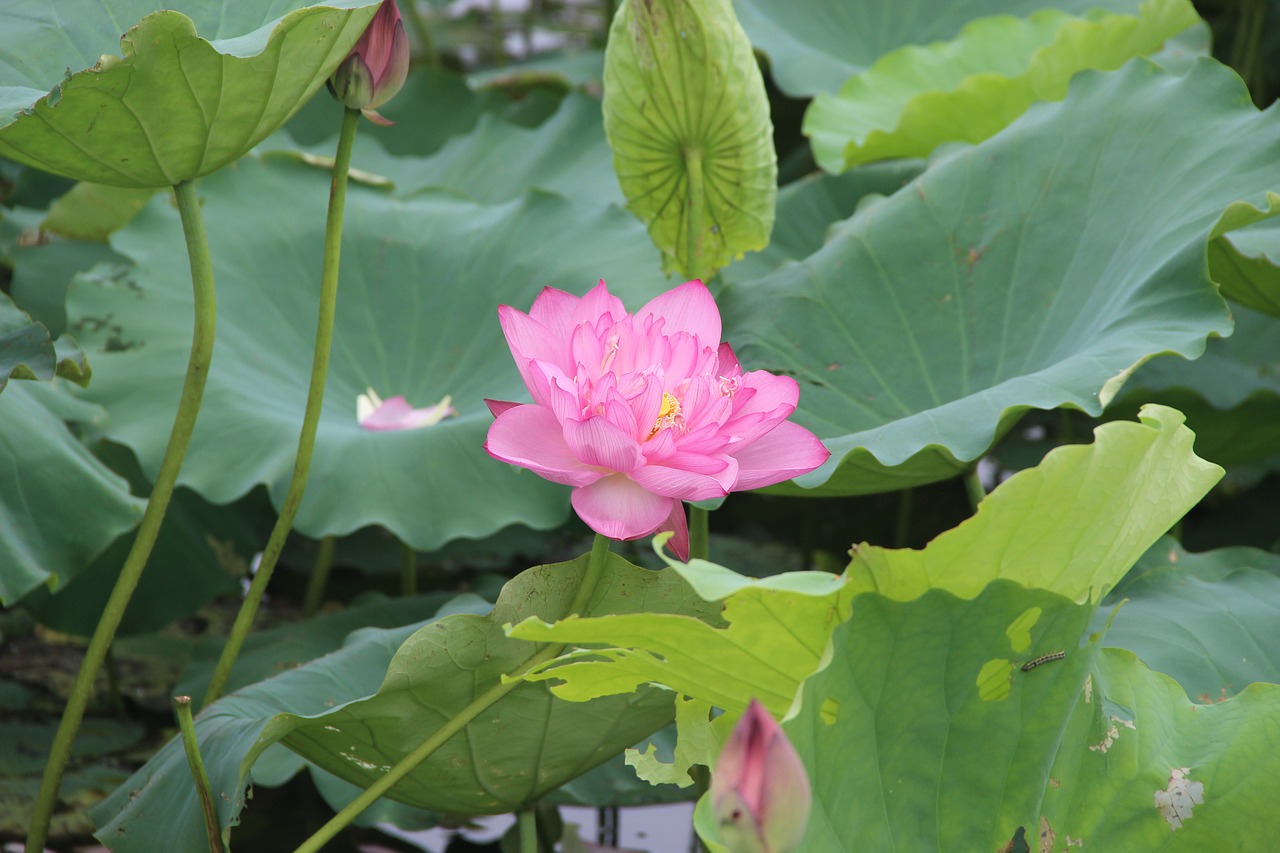 lotus  leaf  lake free photo