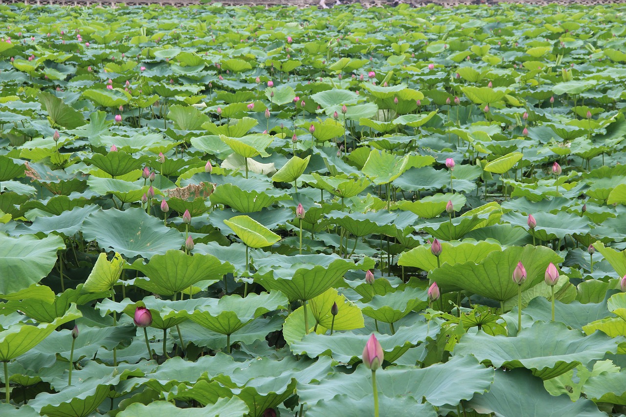 lotus  leaf  lake free photo