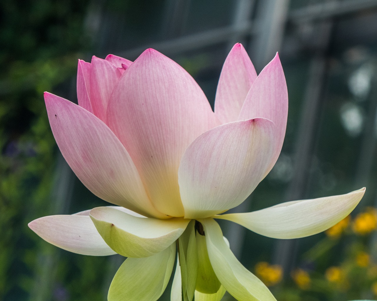 lotus  blossom  bloom free photo