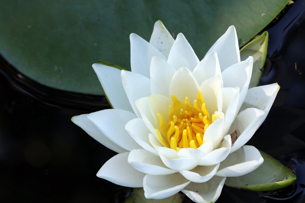 lotus  pond  plants free photo