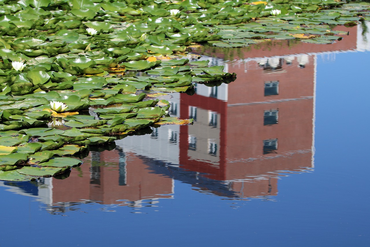 lotus  pond  plants free photo