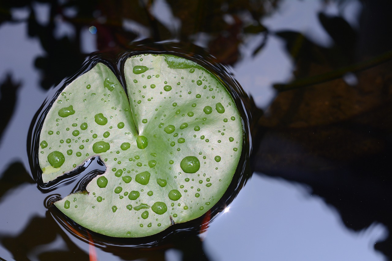 lotus  green  plant free photo