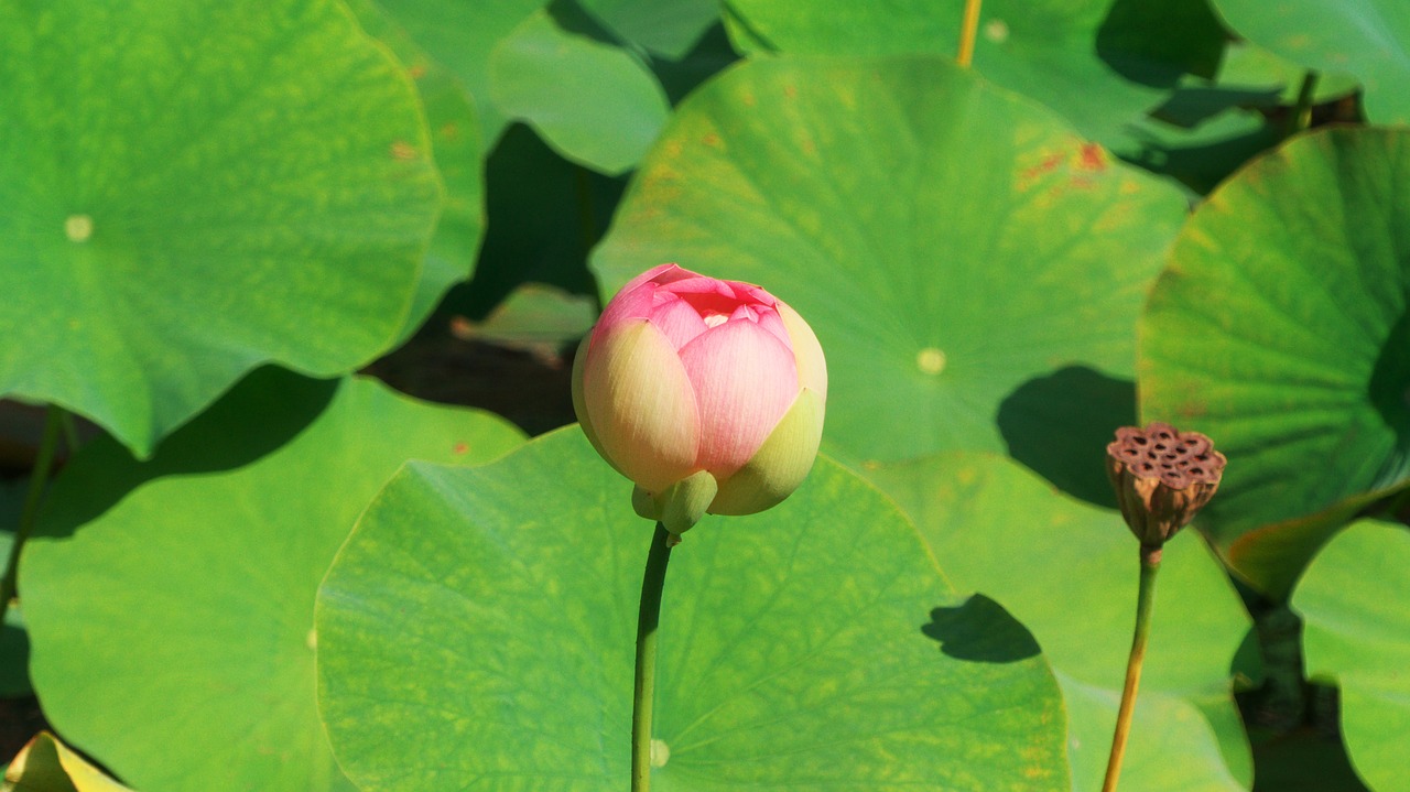 lotus  aquatic plant  flower free photo