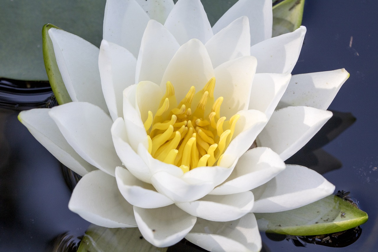 lotus  white flowers  pond free photo