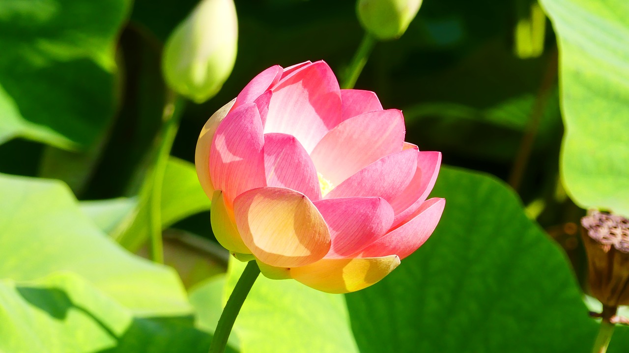 lotus  plant  aquatic plants free photo