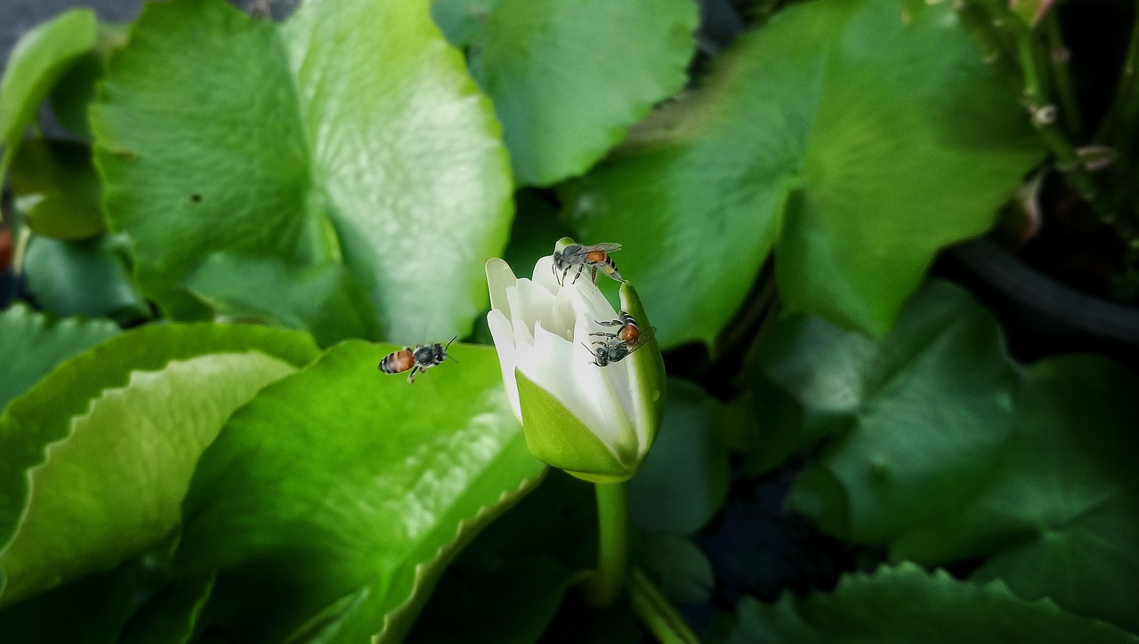 lotus  flower  bee free photo