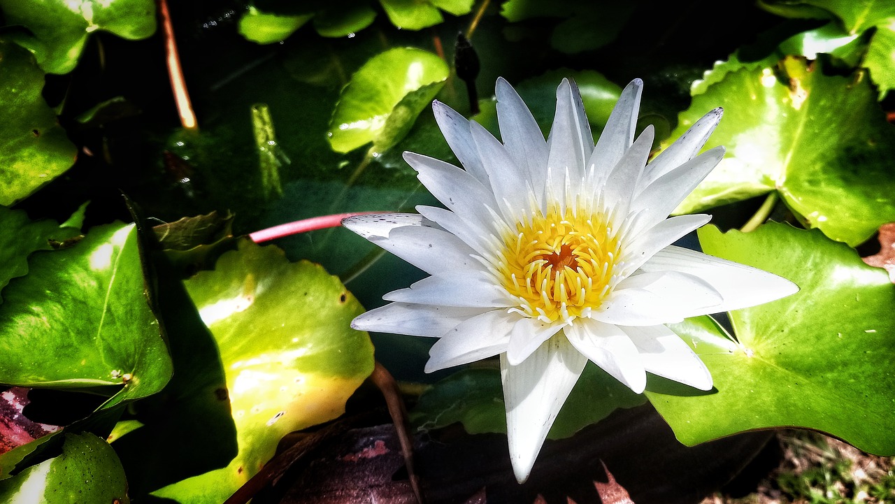 lotus  white free pictures free photo