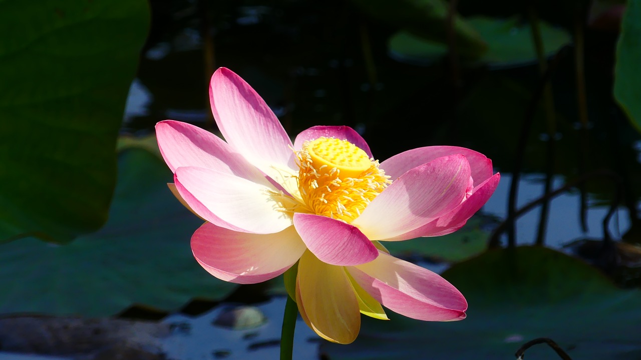 lotus  plant  aquatic plants free photo