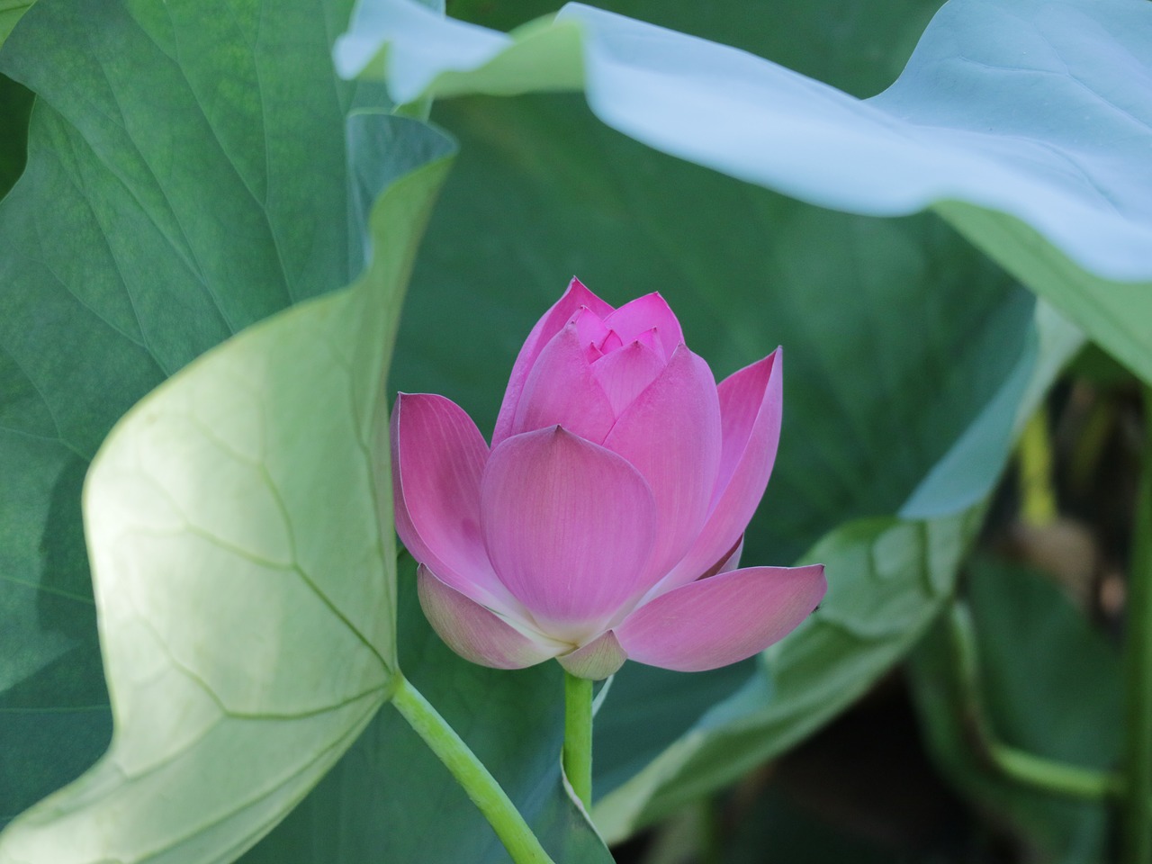 lotus  pink  green free photo