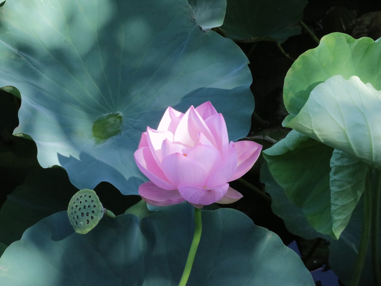 lotus  pink  green free photo