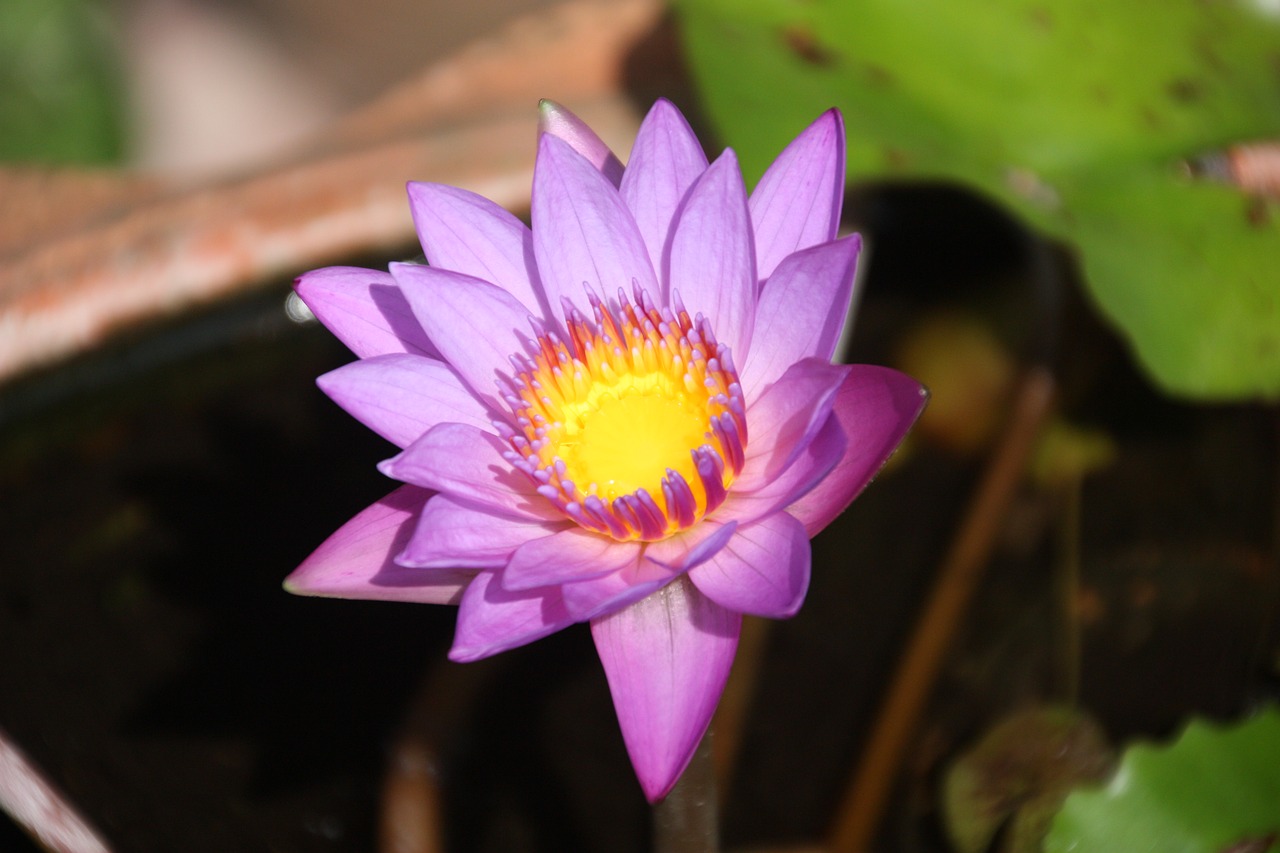 lotus  flower  blossom free photo