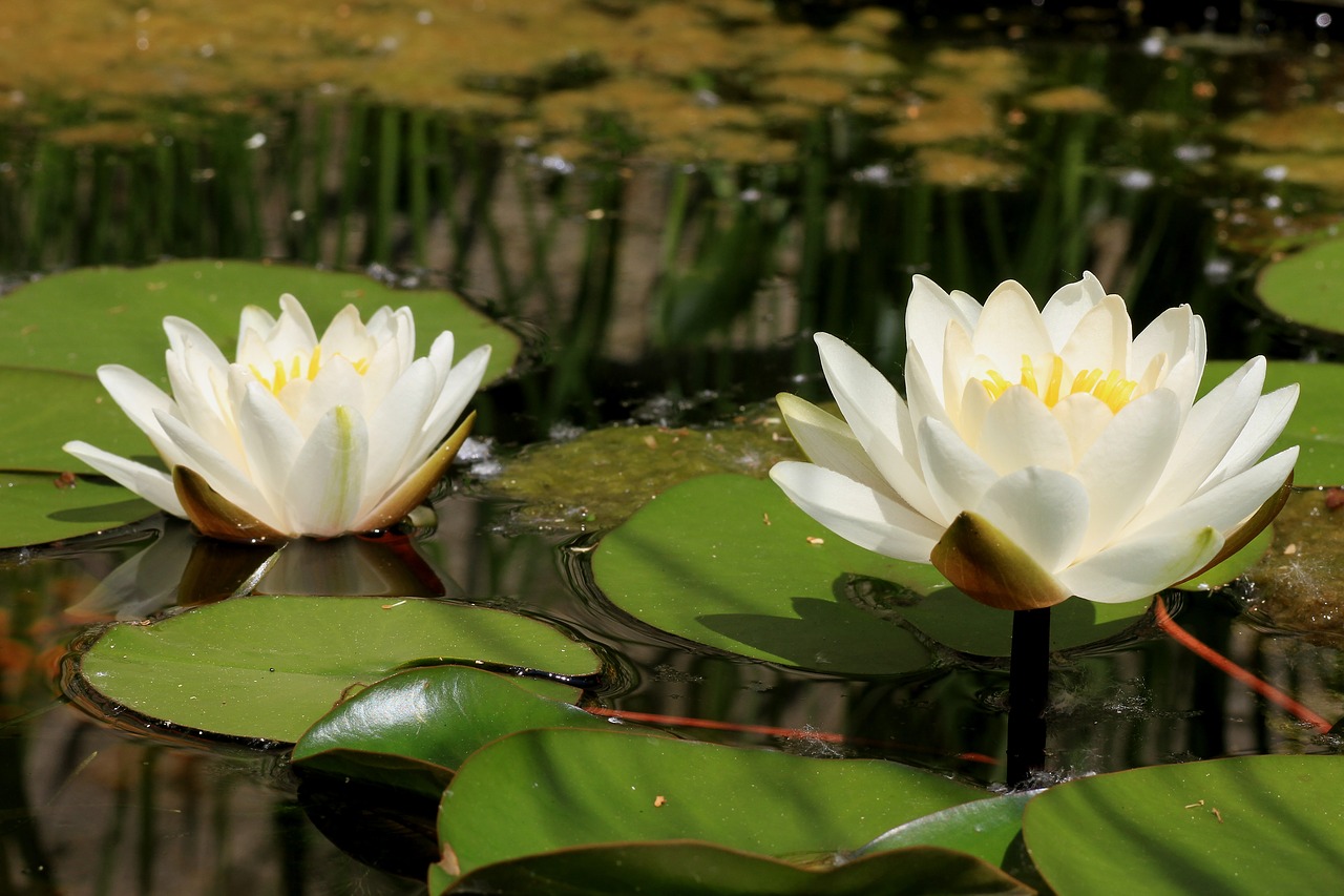 lotus  aquatic plant  lotus flower free photo