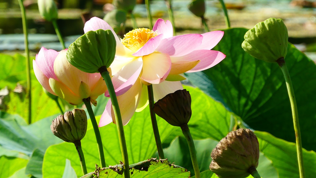 lotus  flower  aquatic plant free photo
