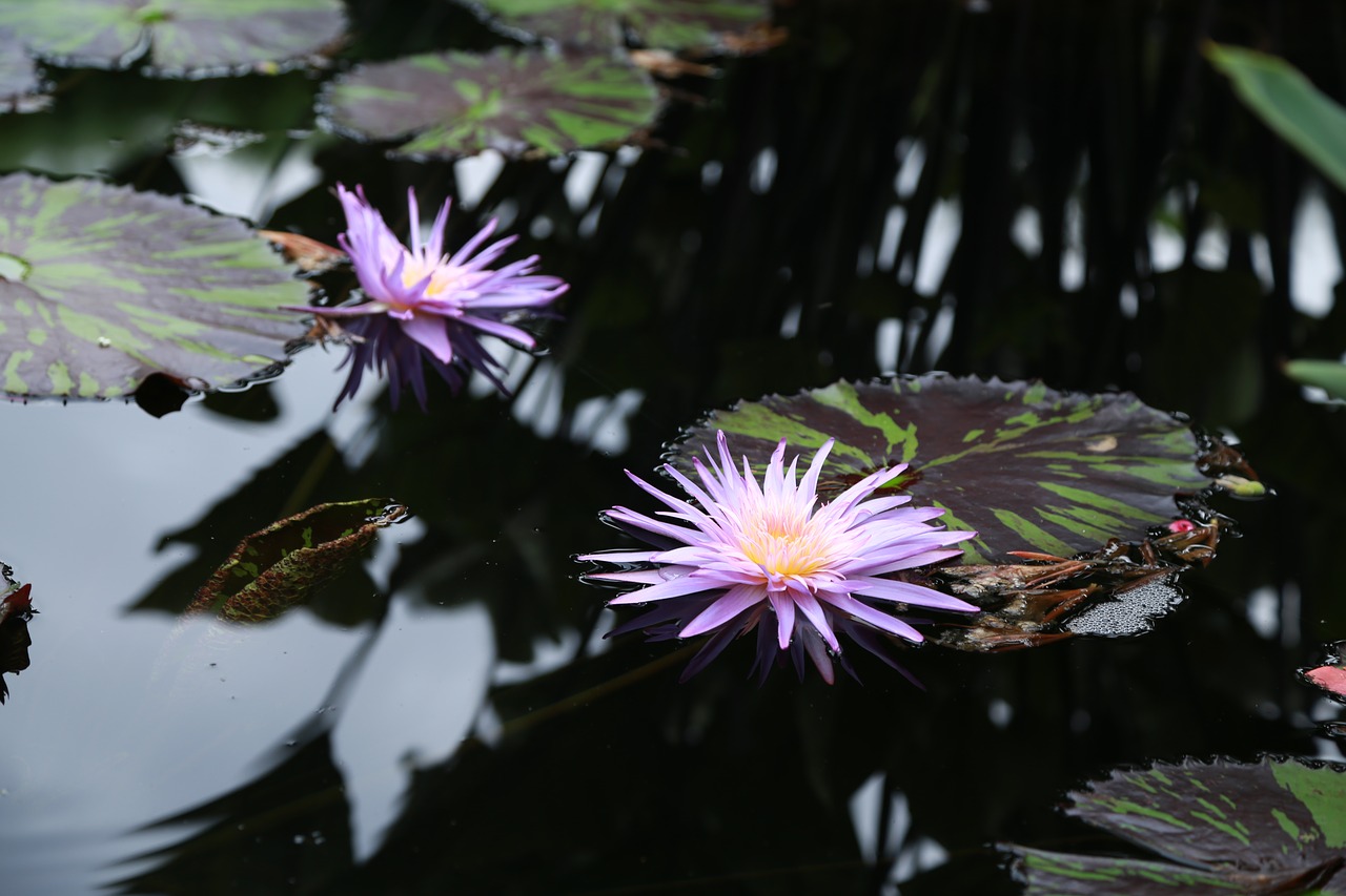 lotus  kite  water lilies free photo