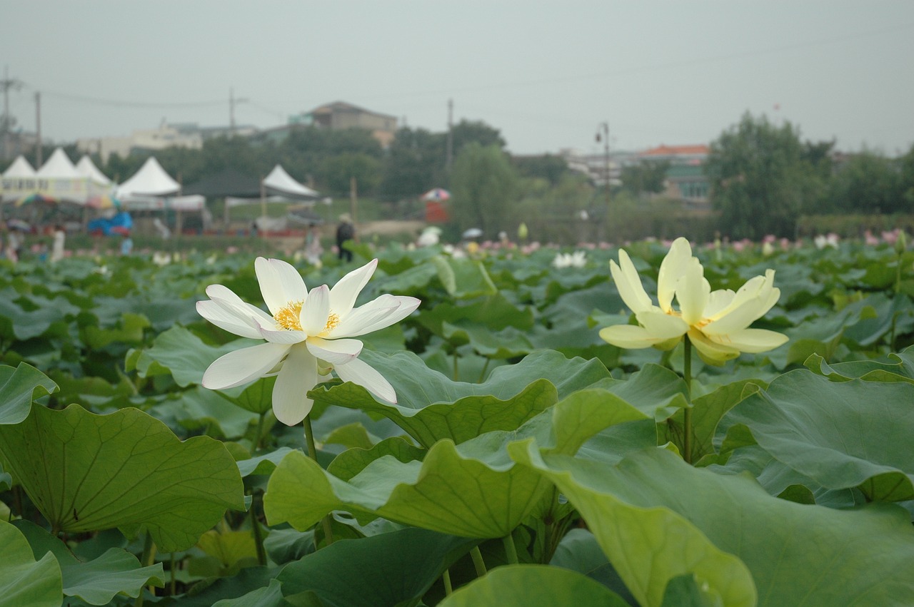 lotus  flowers  nature free photo
