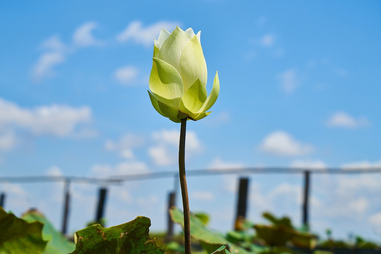 lotus  flower  nature free photo