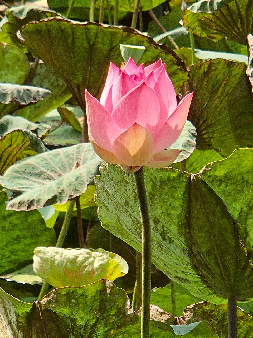 lotus  pink  flower free photo