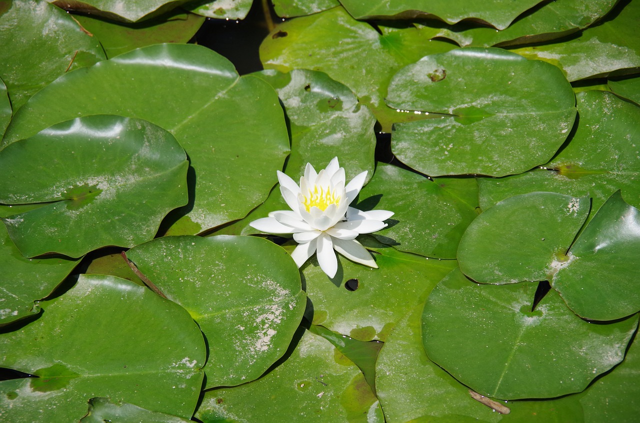 lotus  lotus flower  natural free photo