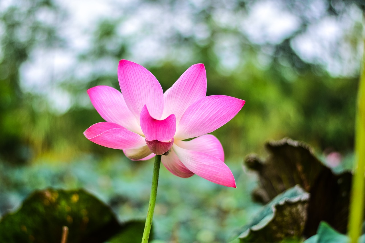 lotus  flowers  nature free photo