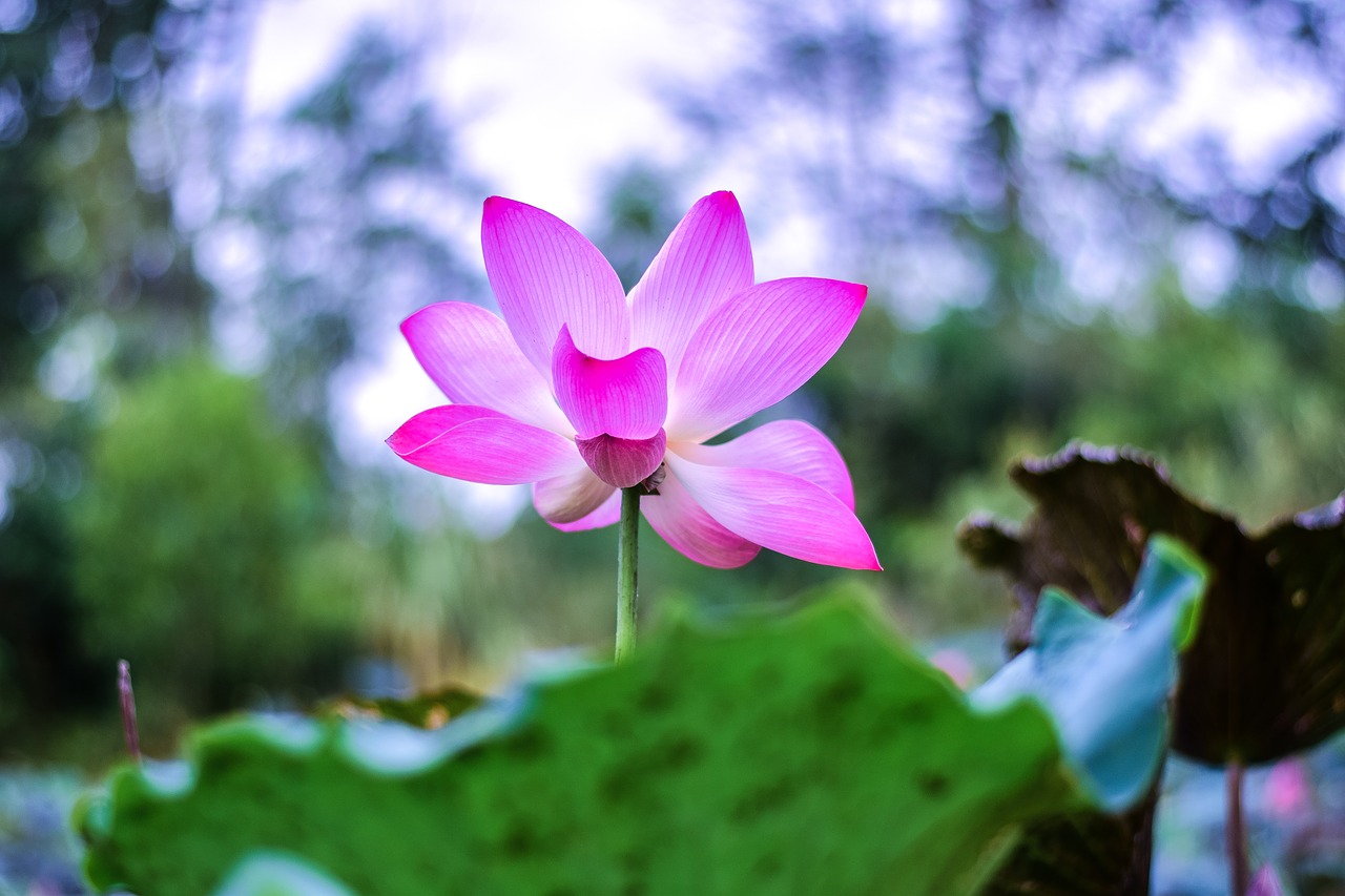 lotus  flowers  nature free photo