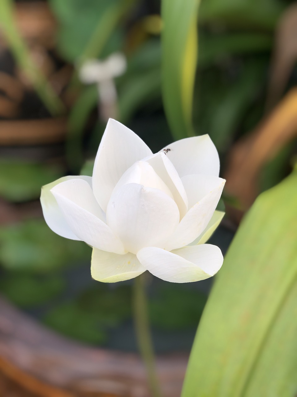 lotus  white  pathum free photo