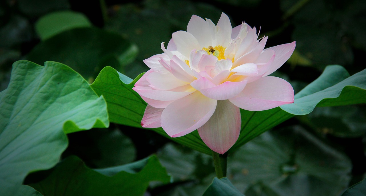 lotus  summer  spring free photo