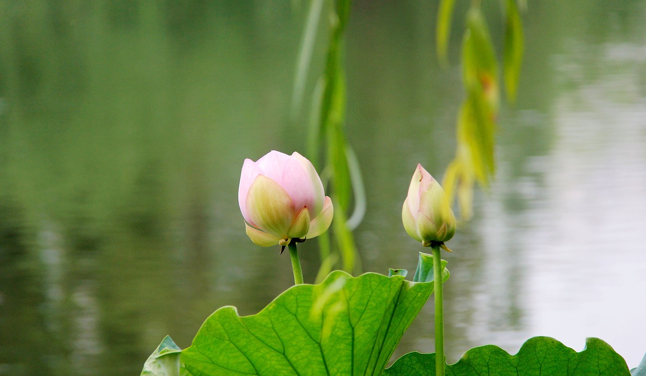 lotus  to be placed  living foods free photo