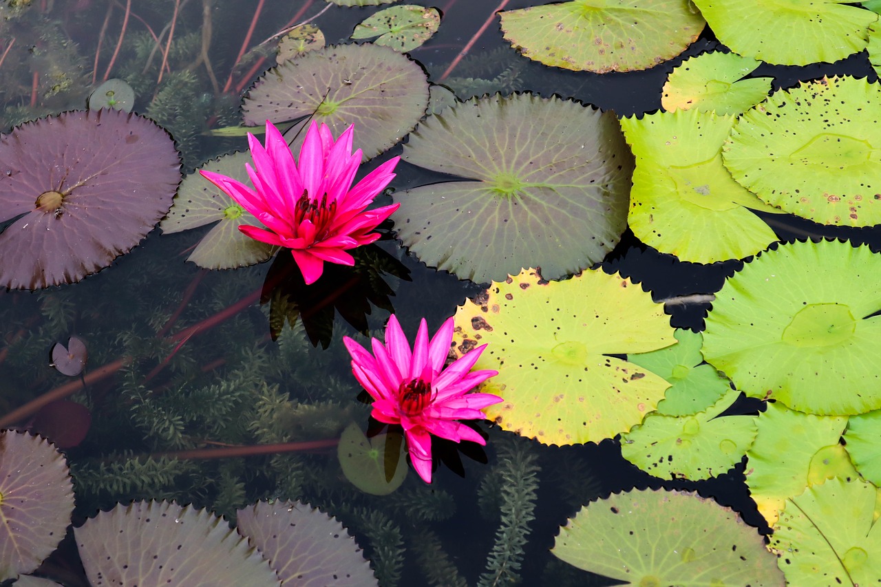 lotus  water lily  pond free photo