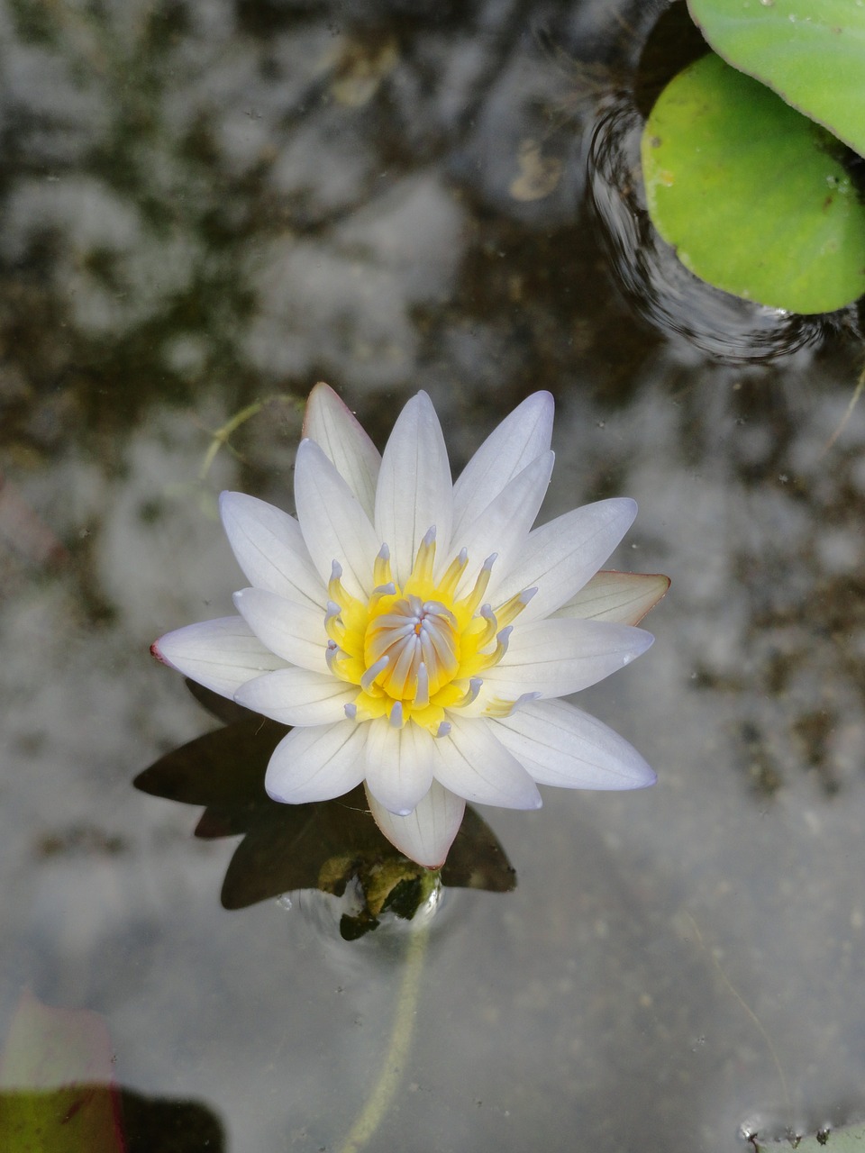 lotus flower nature free photo