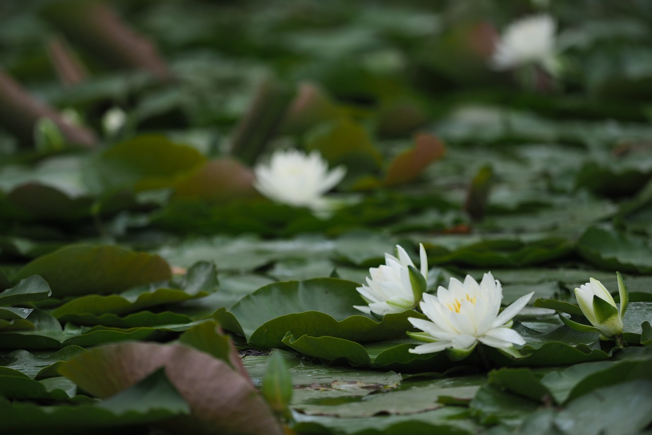 lotus  pond  nature free photo