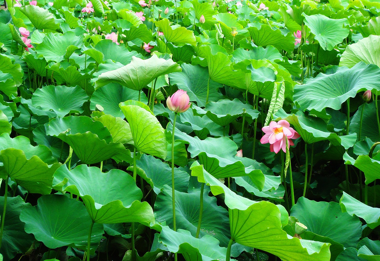 lotus leaf blossom free photo