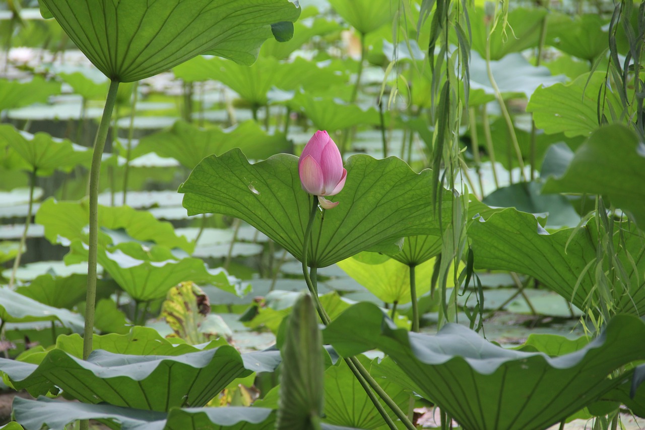 lotus  willow  lotus leaf free photo