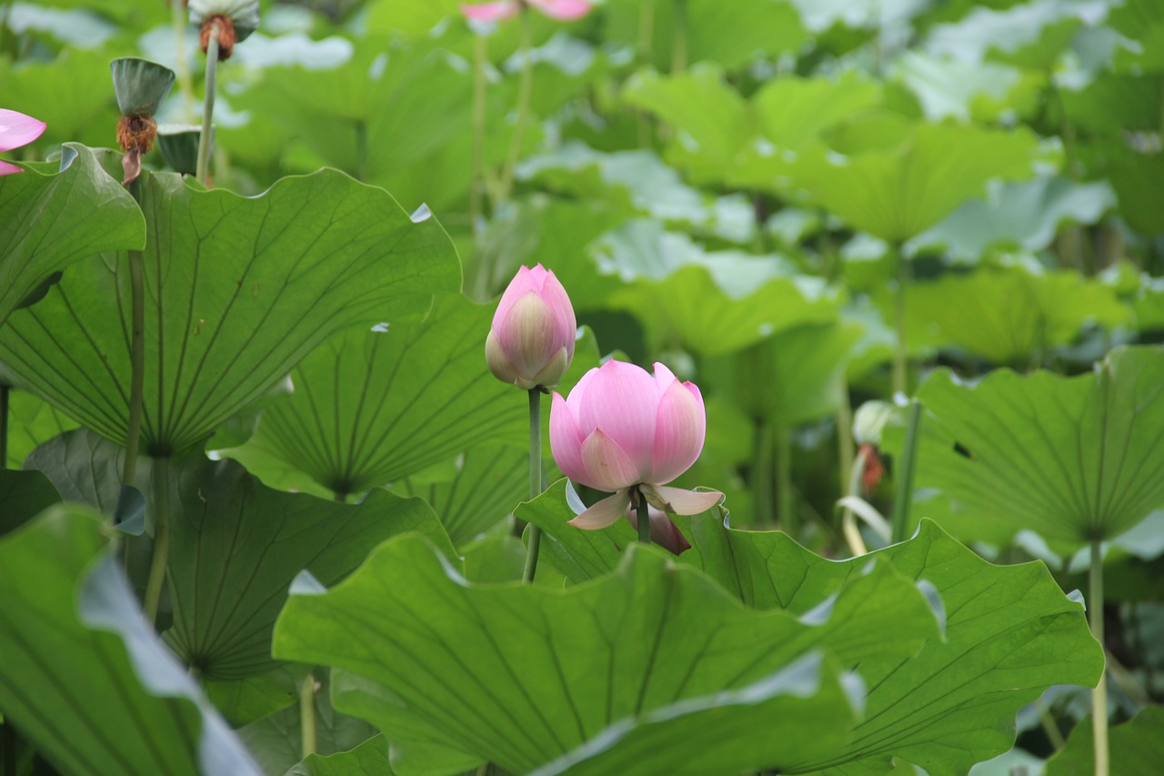 lotus  pink  green free photo