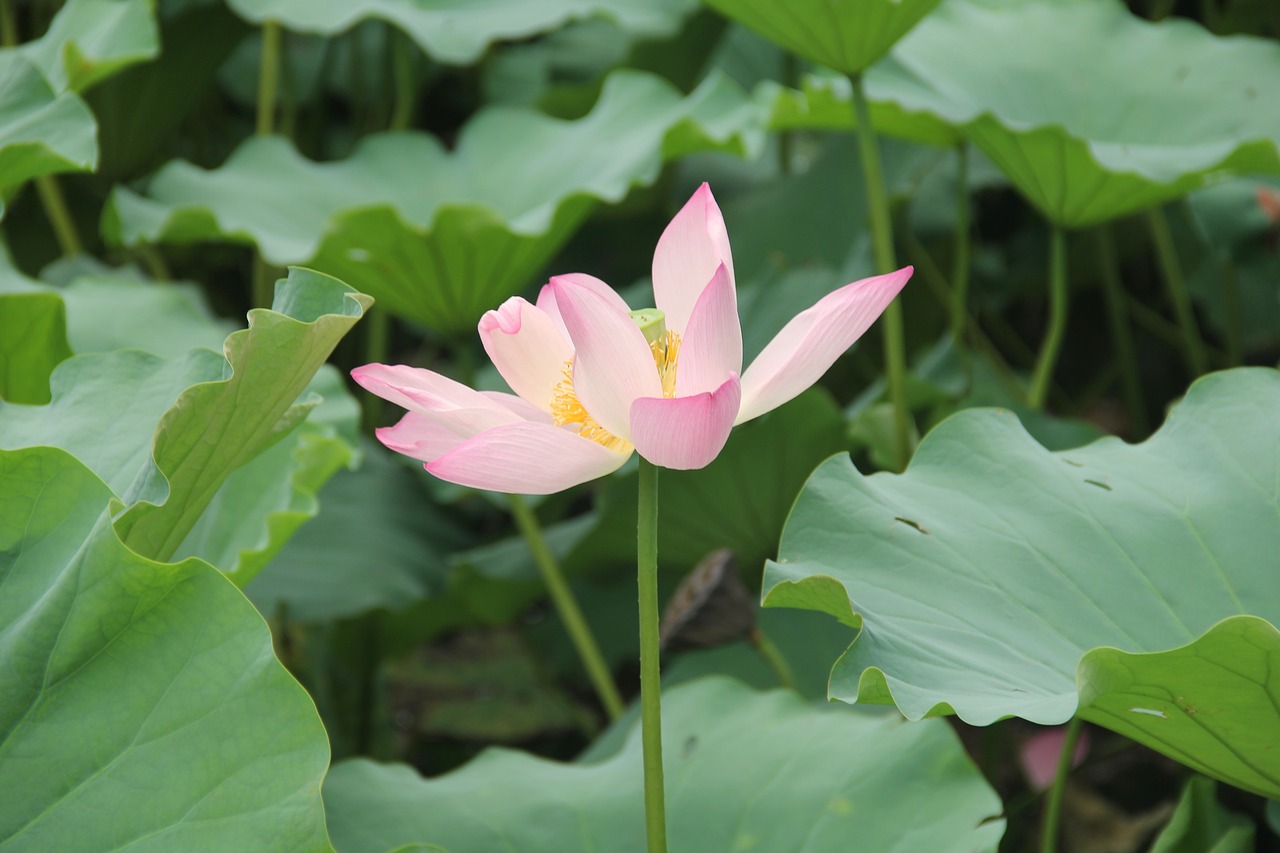 lotus  pink  lotus leaf free photo