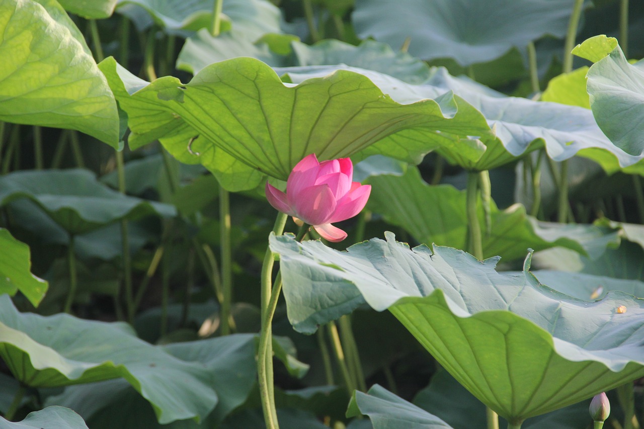 lotus  red  lotus leaf free photo