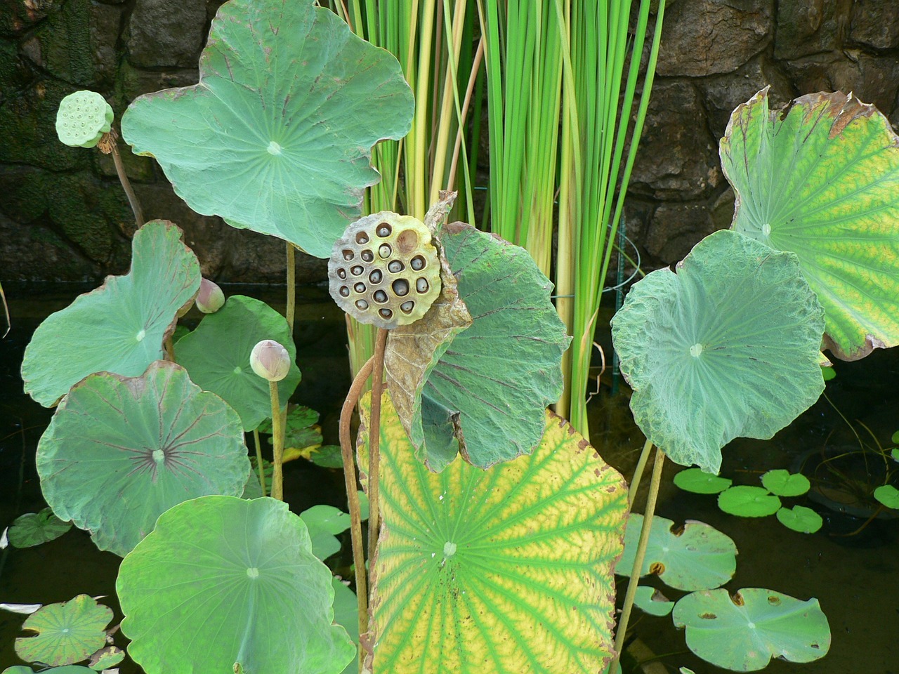 lotus water lily bud free photo